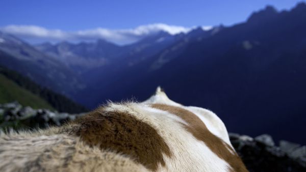 Alm_Mayrhofen_Bergbahnen.jpg